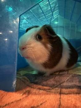 Rescue Guinea Pig Guinea Pigs for Adoption in Annapolis, Maryland - Winston (w/ Schmidt) | PetCurious